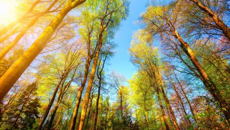 Autumn forest - Low Angle View wallpaper