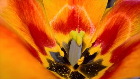 Vibrant Close-Up of a Colorful Flower wallpaper