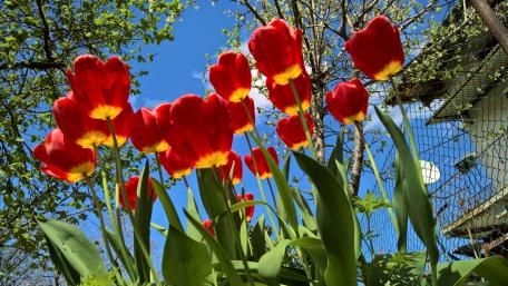 Vibrant Red Tulips Under a Clear Sky wallpaper