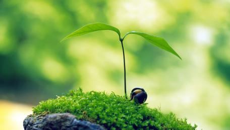 New Growth Emerges from Lush Mossy Ground wallpaper