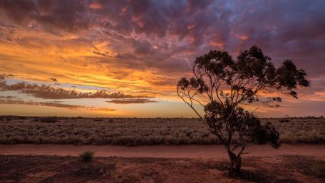Lone Tree Against a Vivid Sunset Sky wallpaper