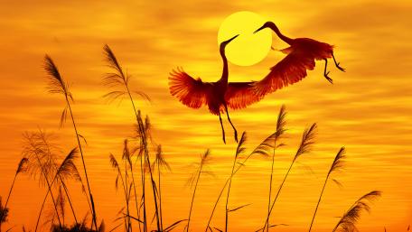 Birds in sunrise wallpaper