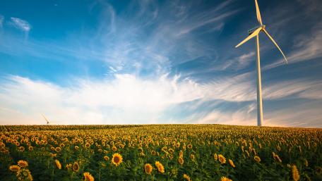 Vibrant Sunflower Field with Wind Turbines Under a Blue Sky wallpaper