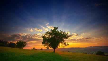 Majestic Lone Tree Against a Vibrant Sky wallpaper