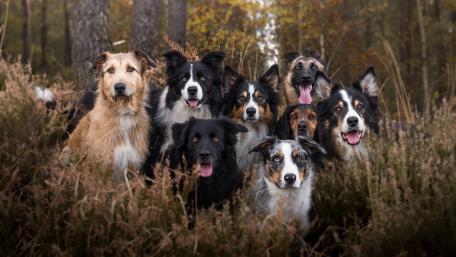 Group of dogs wallpaper