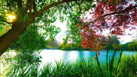 Springtime Serenity by the Lake wallpaper