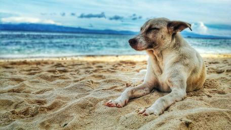 Golden Moments on a Blissful Beach wallpaper