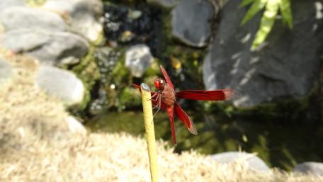 Vibrant Dragonfly Over Waterfall Scene wallpaper