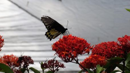 Elegant Butterfly on Vibrant Flowers in 4K Quality wallpaper