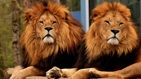 Lions wallpaper
