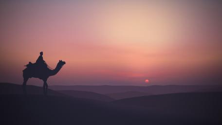 Camel silhouette in desert at sunset wallpaper