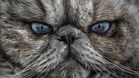 Cat face wallpaper