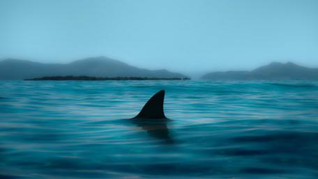 Dark Shark wallpaper