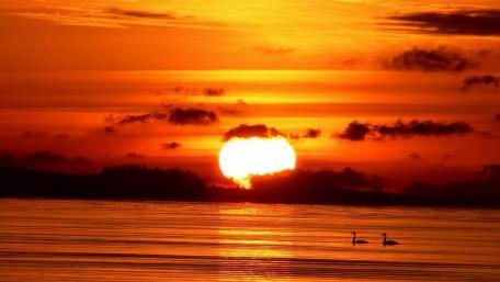 Serene Swans Under a Fiery Sunset wallpaper