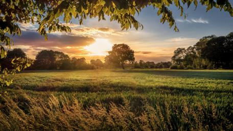 Afternoon field wallpaper