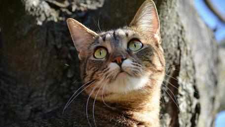 Majestic Feline Gaze Against a Tree wallpaper