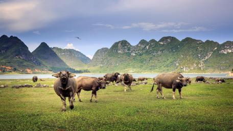 Cattle herd wallpaper