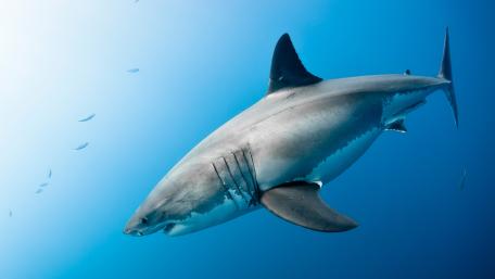 Great White Shark wallpaper