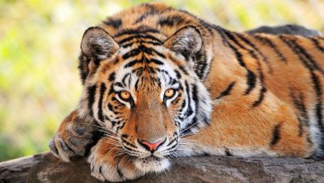 Tiger wallpaper