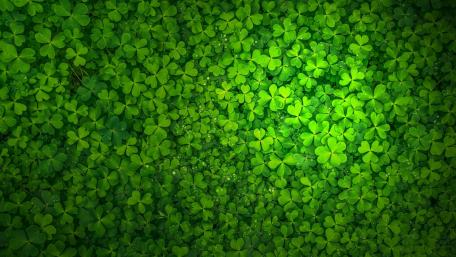 Clover carpet wallpaper