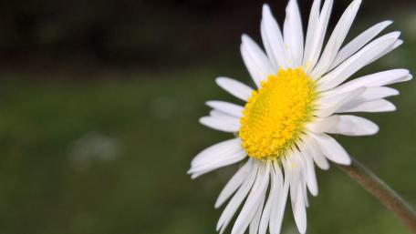 Delicate Daisy in Full Bloom wallpaper