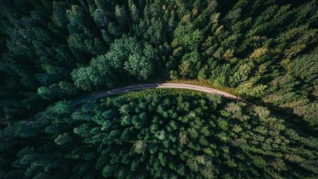 Winding Road Through Lush Forests wallpaper