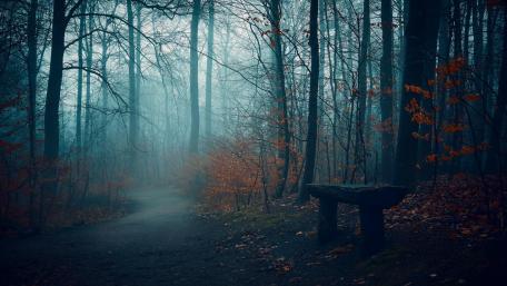Obscure forest wallpaper