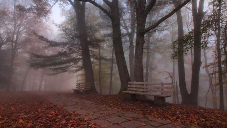 Benches under the trees wallpaper