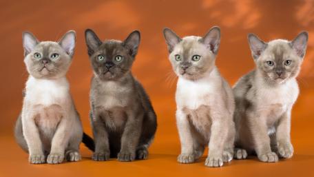 Four cats wallpaper