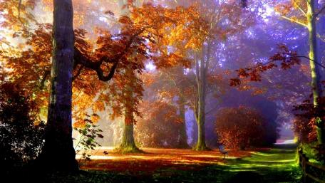 Autumn Serenity in a Forest Pathway wallpaper