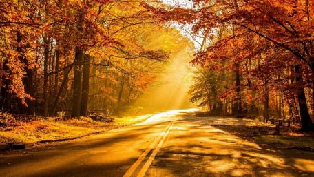 Autumn Road Through Golden Forest Light wallpaper