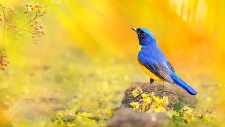 Blue and Yellow Bird in Sunlit Glade wallpaper