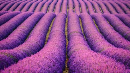Valensole Plateau lavender blossom wallpaper