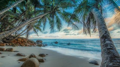 Tropical Paradise Under Palm Shade wallpaper