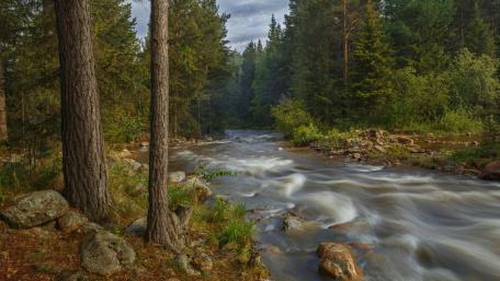 Serenity of a Forest Stream wallpaper