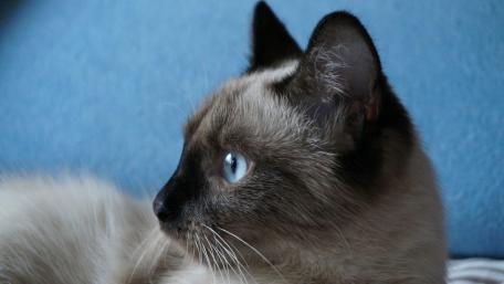 Elegant Cat with Striking Blue Eyes Awaits You wallpaper