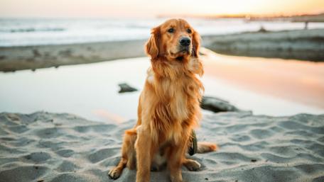 Golden Retriever wallpaper
