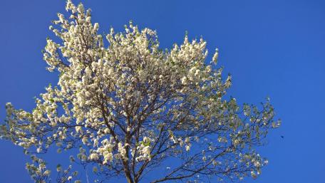 Blooming Tree Under Clear Blue Sky wallpaper