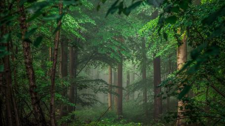 Green forest wallpaper