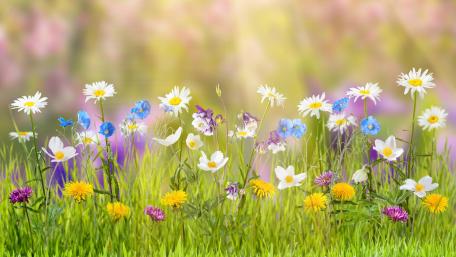 Spring Bloom Serenity wallpaper