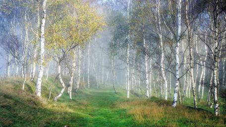 Birch forest in fog wallpaper