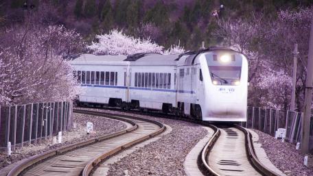 Sakura blossom in the Japan Rail Pass wallpaper