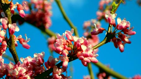 Blossom wallpaper