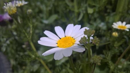 Delicate Daisy in Full Bloom wallpaper