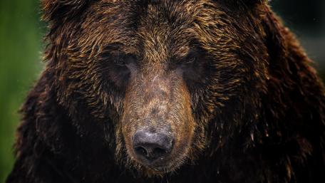 Majestic Bear in the Wilderness wallpaper