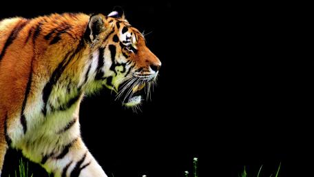 Tiger wallpaper