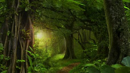 Morning sunlight in the green forest wallpaper