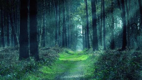Enchanting Forest Pathway Awaits You wallpaper