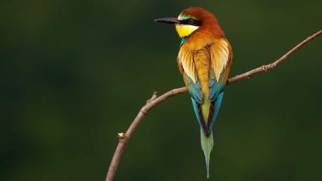 Bee eater wallpaper