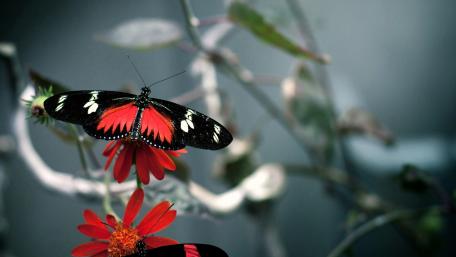 Vibrant Butterfly on a Blooming Flower wallpaper